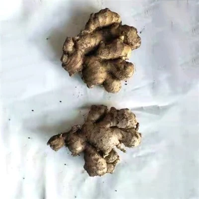 Taze Yeni Mahsul Zencefil